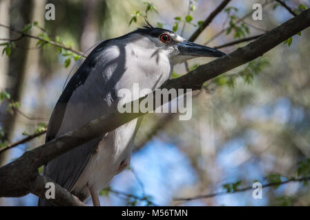 Nitticora (Nycticorax nycticorax) appollaiato in un albero a molle Homosassa Wildlife parco dello stato in Homosassa, Florida vicino la costa del Golfo del Messico. Foto Stock