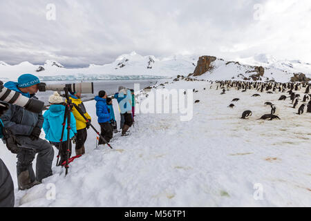 Pinguini Chinstrap; Pygoscelis antarcticus; inanellato penguin; barbuto penguin; stonecracker penguin; Half Moon Island; Antartide Foto Stock