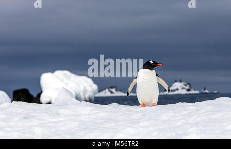 Long-tailed pinguino papua; Pygoscelis papua; Half Moon Island; Antartide Foto Stock