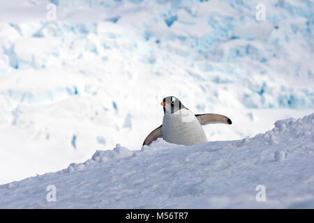 Long-tailed pinguino papua; Pygoscelis papua; Half Moon Island; Antartide Foto Stock