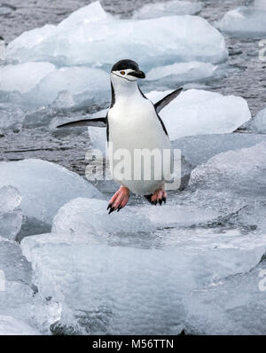 Pinguini Chinstrap; Pygoscelis antarcticus; inanellato penguin; barbuto penguin; stonecracker penguin; Half Moon Island; Antartide Foto Stock