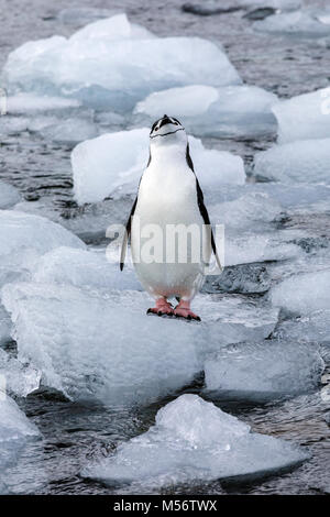 Pinguini Chinstrap; Pygoscelis antarcticus; inanellato penguin; barbuto penguin; stonecracker penguin; Half Moon Island; Antartide Foto Stock