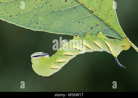 Laurel Sphinx caterpillar alimentazione sulle ceneri bianche al traghetto Shenks Millefiori preservare, Lancaster County, Pennsylvania, estate. Foto Stock