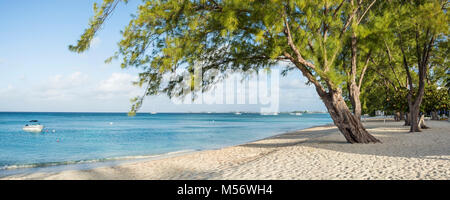 Grazioso Casuarina Pini su Seven Mile Beach sulla messa a terra, Cayman Isole Cayman. Foto Stock