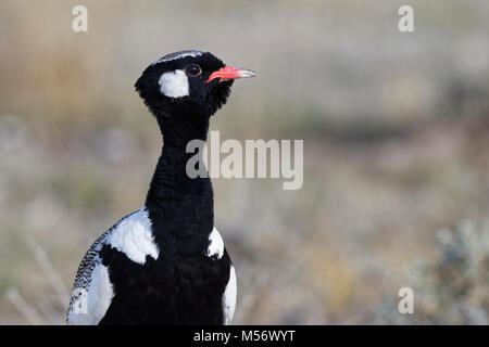 Nero nord Korhaan (Afrotis afraoides), maschio adulto in piedi, avviso, il Parco Nazionale di Etosha, Namibia, Africa Foto Stock