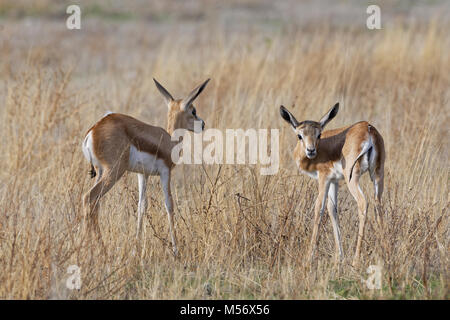 Giovani springboks (Antidorcas marsupialis), in alta erba secca, il Parco Nazionale di Etosha, Namibia, Africa Foto Stock