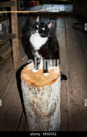 Bianco e nero gatto è seduta sul legno di betulla moncone e guardando il ramoscello di legno nel cantiere del villaggio. Foto Stock