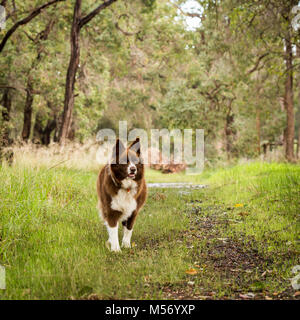Marrone e bianco Border Collie nella boccola Foto Stock