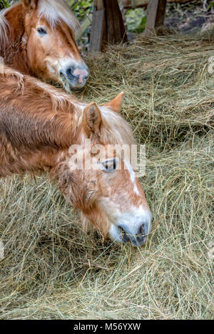 Piccolo marrone pony mangia fieno al pascolo Foto Stock