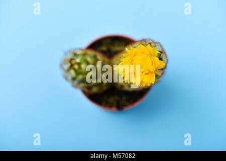 Elevato angolo di visione di un cactus ladyfinger, noto anche come pizzo oro cactus, con un fiore giallo in una pianta marrone pot, su uno sfondo blu Foto Stock