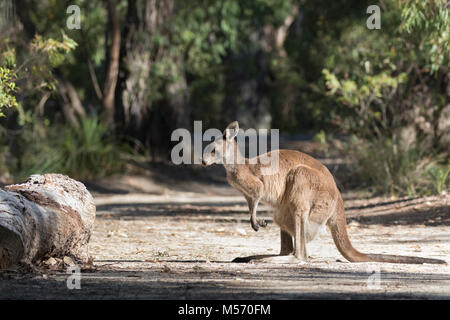 Un occidentale Canguro grigio (Macropus fuliginosus) su Molloy Island, vicino a Augusta, Australia occidentale Foto Stock