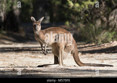 Un occidentale Canguro grigio (Macropus fuliginosus) su Molloy Island, vicino a Augusta, Australia occidentale Foto Stock