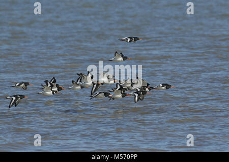 Un gregge di Oystercatcher ( Haematopus ostralegus) volare sul mare in Isle of Sheppey, Kent, Regno Unito. Foto Stock