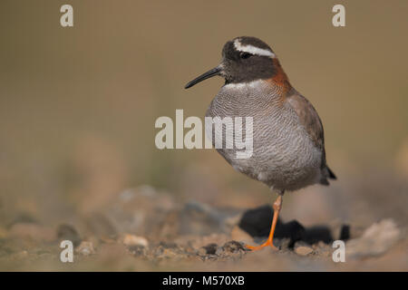 Diademed plover Foto Stock