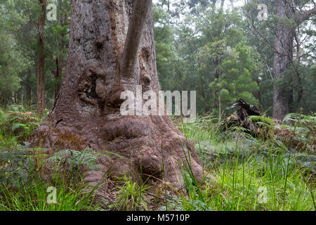 Nonna Tingle (altrimenti nota come nonna tingle), un rosso Tingle Tree nella Valle dei Giganti, vicino Normalup, in Sud Australia Occidentale Foto Stock