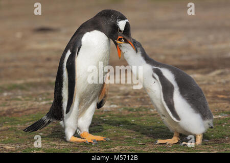 Gentoo colonia di pinguini Foto Stock