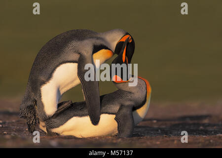 Collegamento di accoppiamento penguin Foto Stock