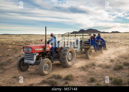 I lavoratori agricoli ritornando sul trattore e rimorchio dopo una giornata di lavoro Foto Stock