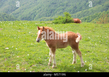 Il piccolo puledro nel prato// cavalli giovani/ nice Foto Stock