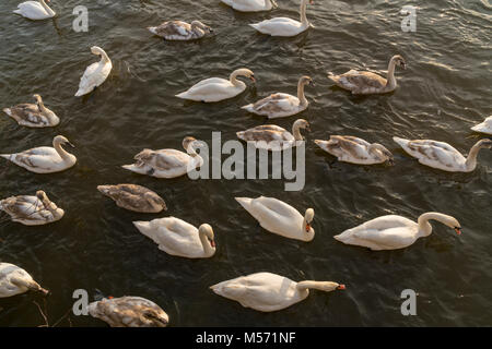 Cigni sul fiume Severn a Worcester, Regno Unito Foto Stock