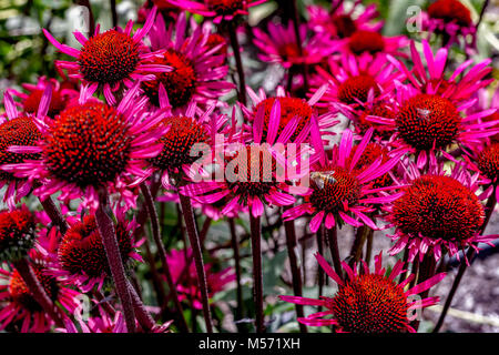 Echinacea purpurea " attrazione fatale' comunemente noto come Purple coneflower Foto Stock