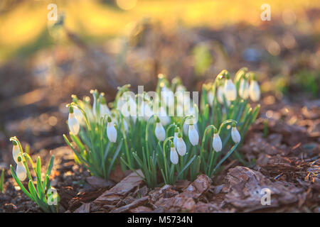 Bella bucaneve su sfondo bokeh di fondo nella soleggiata Foresta di primavera sotto il sole. Foto di pasqua con copia spazio. Foto Stock