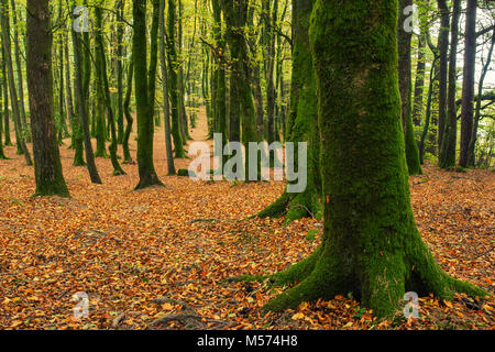 Un tappeto di caduto foglie di autunno in boschi Galtee, Limerick, Irlanda. Foto Stock