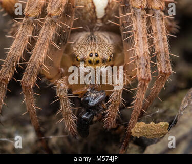 Chiusura del giardino Spider (Araneus diadematus) con il suo avvolto in preda. Tipperary, Irlanda. Foto Stock