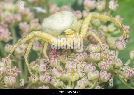 Il ragno granchio (Misumena vatia) in attesa di preda su un fiore umbellifer. Tipperary, Irlanda. Foto Stock