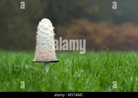 Shaggy Inkcap fungo (Coprinus comatus) che cresce in un campo. Tipperary, Irlanda. Foto Stock