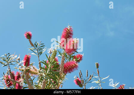 Malaleuca citrina Foto Stock