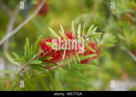 Malaleuca citrina Foto Stock