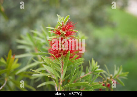 Malaleuca citrina Foto Stock