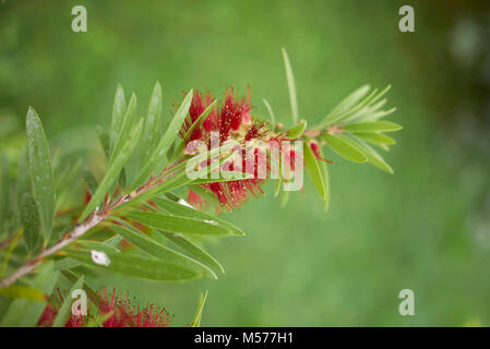 Malaleuca citrina Foto Stock