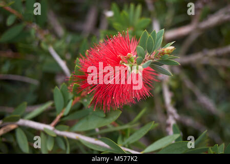 Malaleuca citrina Foto Stock