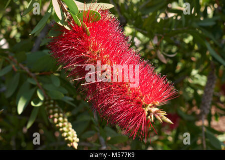 Malaleuca citrina Foto Stock