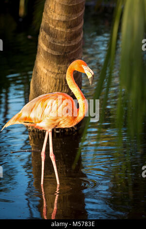 American Flamingo (Phoenicopterus Ruper) in stagno a Everglades Wonder giardino, Bonita Springs, in Florida, Stati Uniti d'America Foto Stock