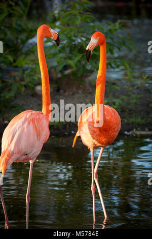 American fenicotteri (Phoenicopterus Ruper) in stagno a Everglades Wonder giardino, Bonita Springs, in Florida, Stati Uniti d'America Foto Stock