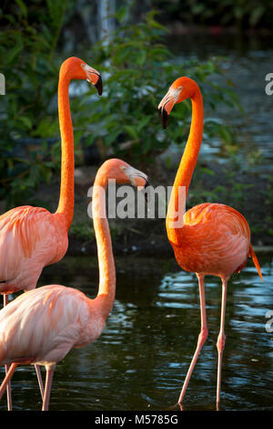 American fenicotteri (Phoenicopterus Ruper) in stagno a Everglades Wonder giardino, Bonita Springs, in Florida, Stati Uniti d'America Foto Stock
