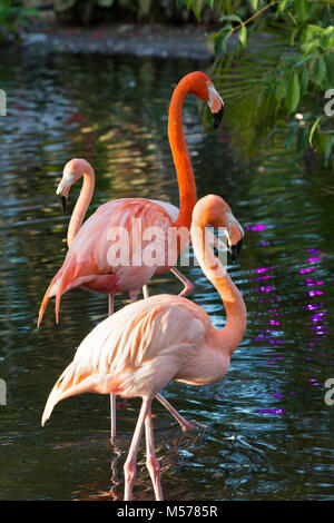 American fenicotteri (Phoenicopterus Ruper) in stagno a Everglades Wonder giardino, Bonita Springs, in Florida, Stati Uniti d'America Foto Stock
