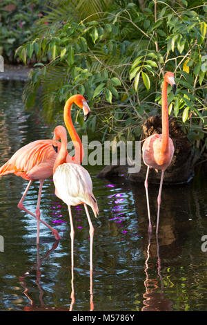 American fenicotteri (Phoenicopterus Ruper) in stagno a Everglades Wonder giardino, Bonita Springs, in Florida, Stati Uniti d'America Foto Stock