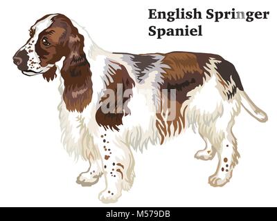 Ritratto di standing in profilo cane English Springer Spaniel, vettore illustrazione colorata isolati su sfondo bianco Illustrazione Vettoriale