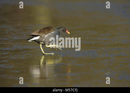 Comune (Moorhen Gallinula chloropus) adulto, passeggiate sul lago ghiacciato, Leeds, West Yorkshire, Inghilterra, Gennaio Foto Stock