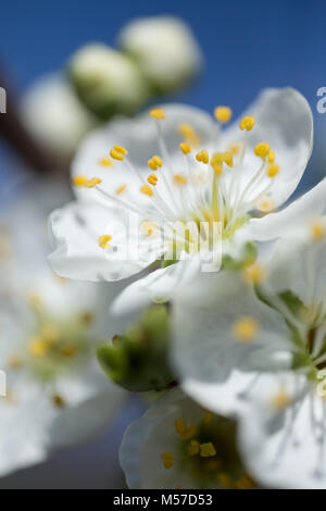 La flora, botanica, naturale, stagione, verde, splendido, impianti, bellezza, natura, ciliegia, fiore, bloom, polline, petalo, molla, albero, giardino, campo macro Foto Stock