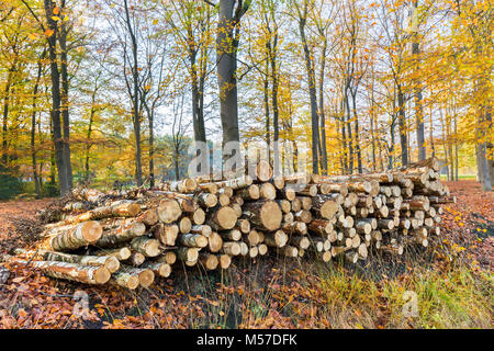 Pila di tronchi di alberi nella foresta di caduta Foto Stock