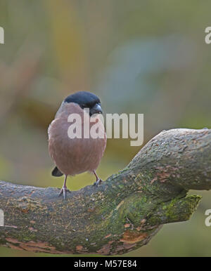 Bullfinch femmina;Pyrrhula pyrrhula; Foto Stock