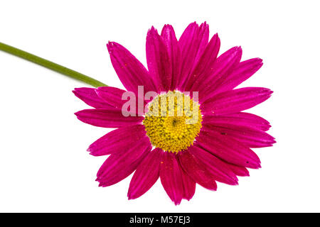 Fiore di piretro, isolato su sfondo bianco Foto Stock