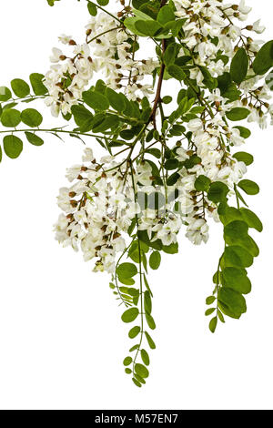 Fioritura acacia con foglie, isolati su sfondo bianco Foto Stock