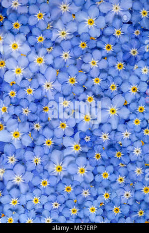 Sfondo di luce fiori blu di dimenticare-me-non (lat. Myosotis arvense) Foto Stock