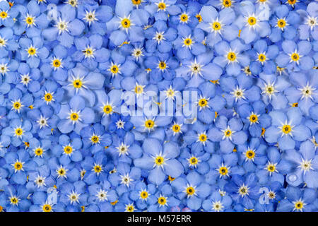 Sfondo di luce fiori blu di dimenticare-me-non (lat. Myosotis arvense) Foto Stock